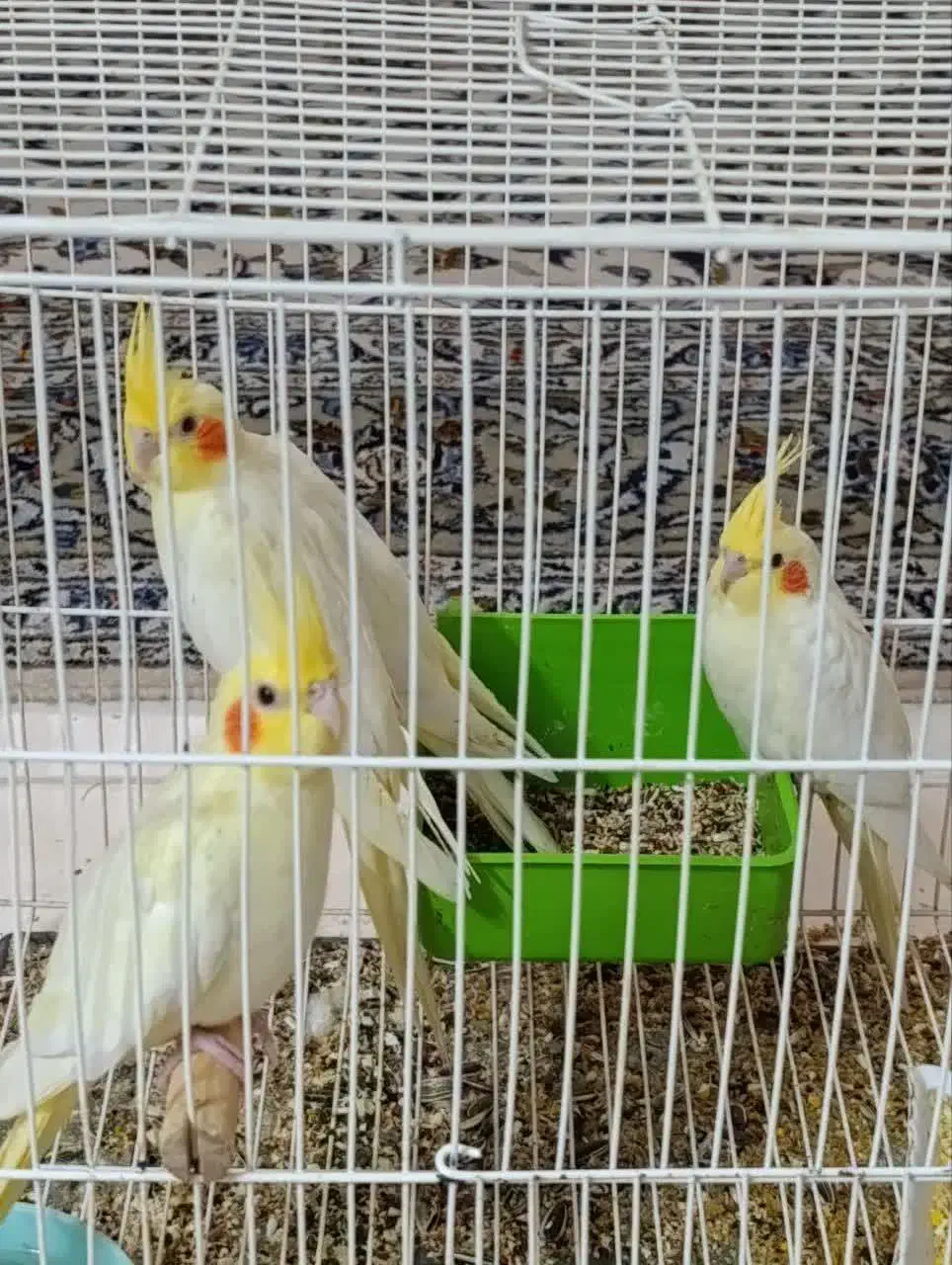 عروس لوتینو خانگی|پرنده|کاشان, گبرها|دیوار