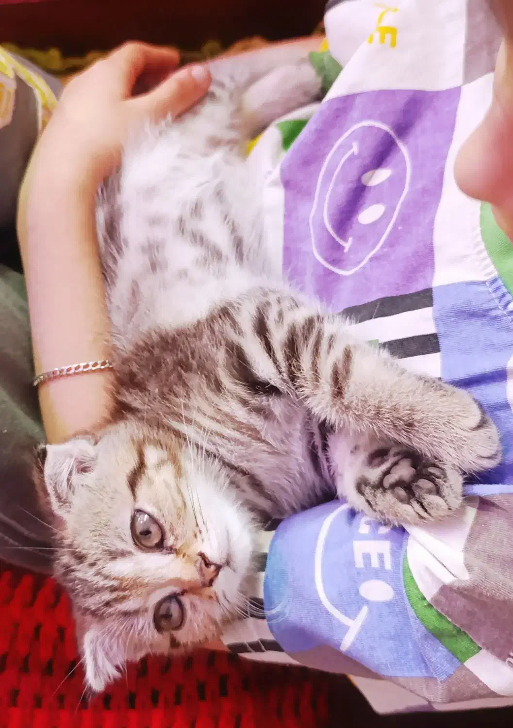 اسکاتیش فولد|گربه|یزد, |دیوار