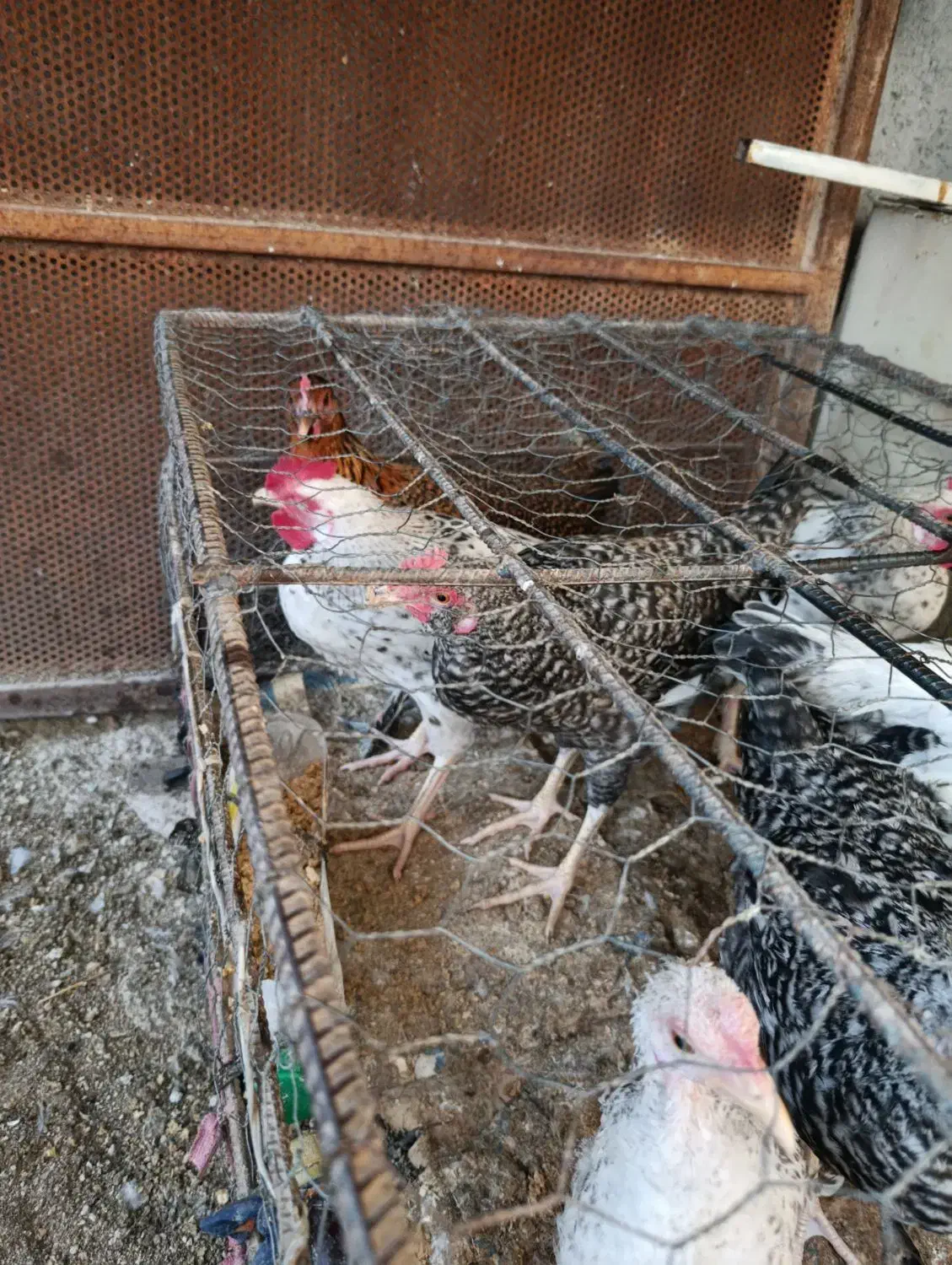 مرغ|حیوانات مزرعه|چرام, |دیوار