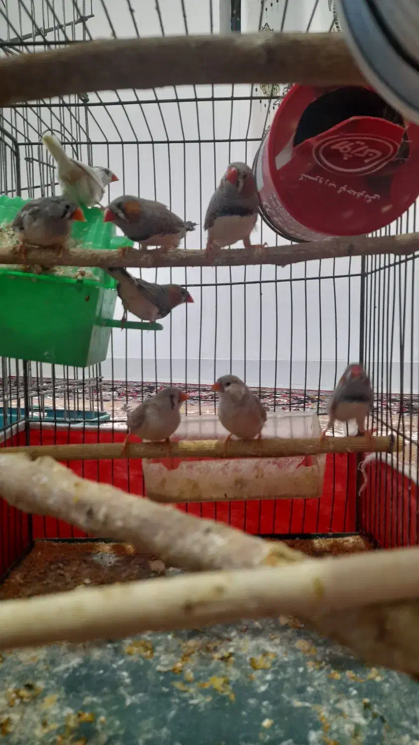 فنج کینگ|پرنده|گیلان غرب, |دیوار