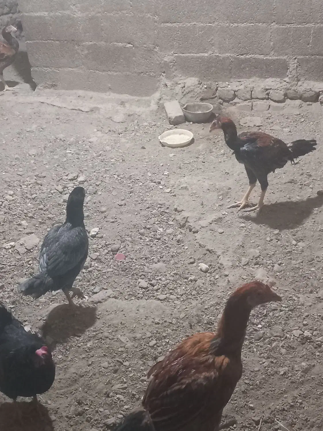 فروش مرغ و خروس لاری|حیوانات مزرعه|شاهنجرین, |دیوار