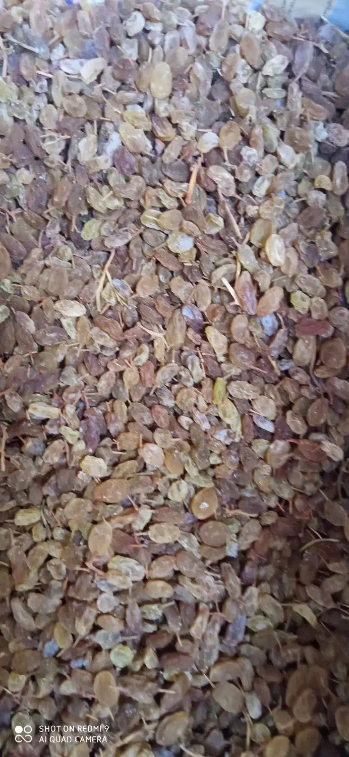 کشمش درجه یک بولاویی|خوردنی و آشامیدنی|کامیاران, |دیوار