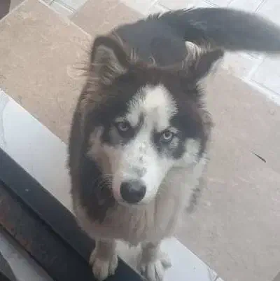 سگ هاسکی ماده مالاموت هفت ماهه سالم با شناسنامه|سگ|رشت, عینک|دیوار