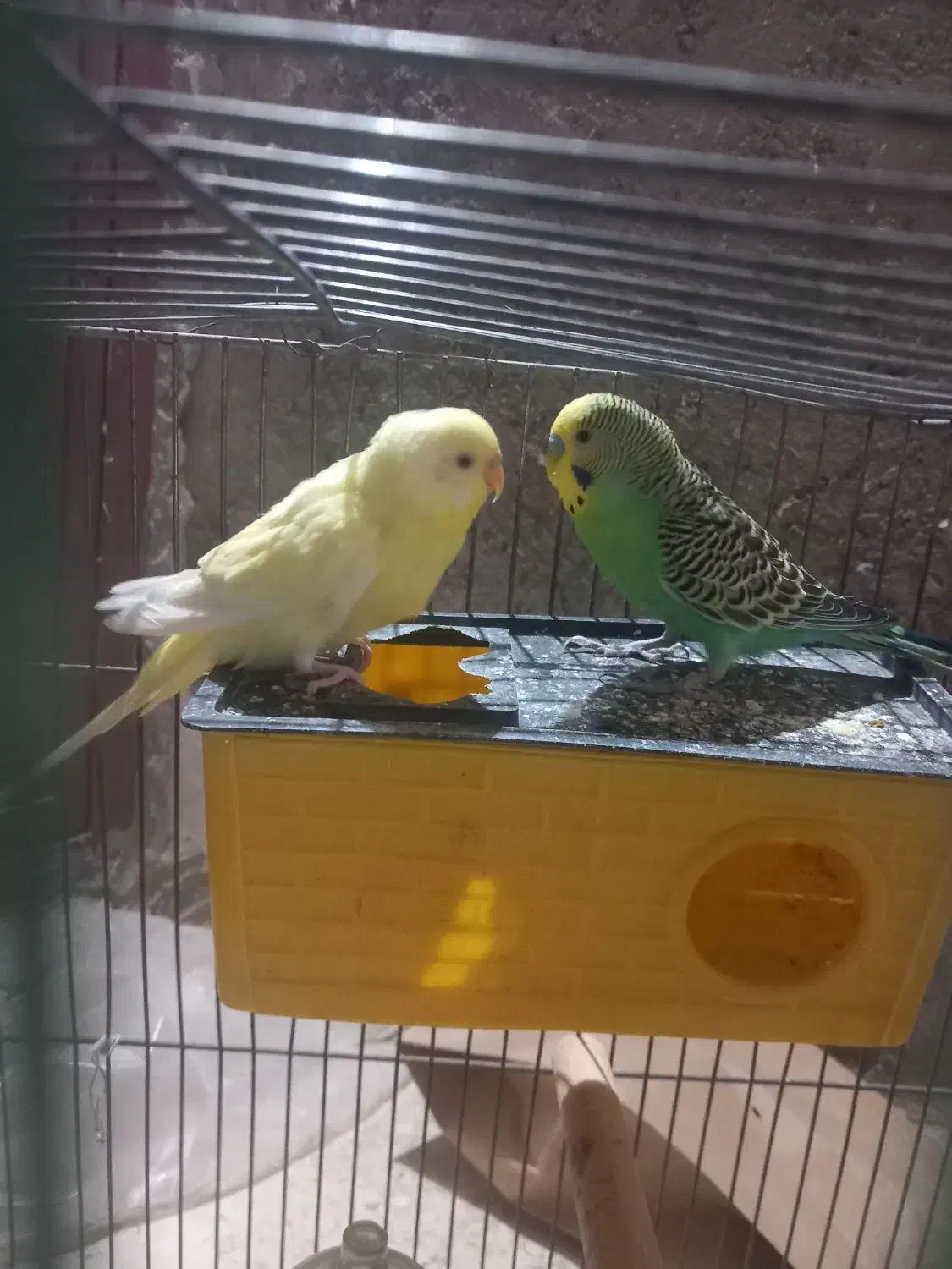 مرغ عشق|پرنده|سیرجان, |دیوار