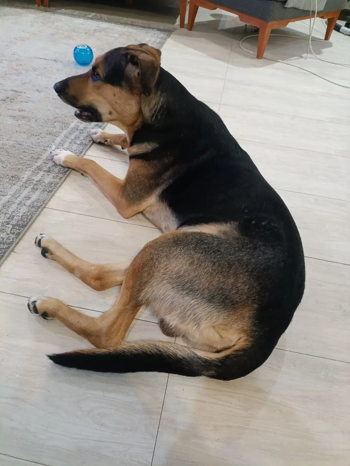 واگذاری|سگ|شاهین‌شهر, حافظ جنوبی|دیوار