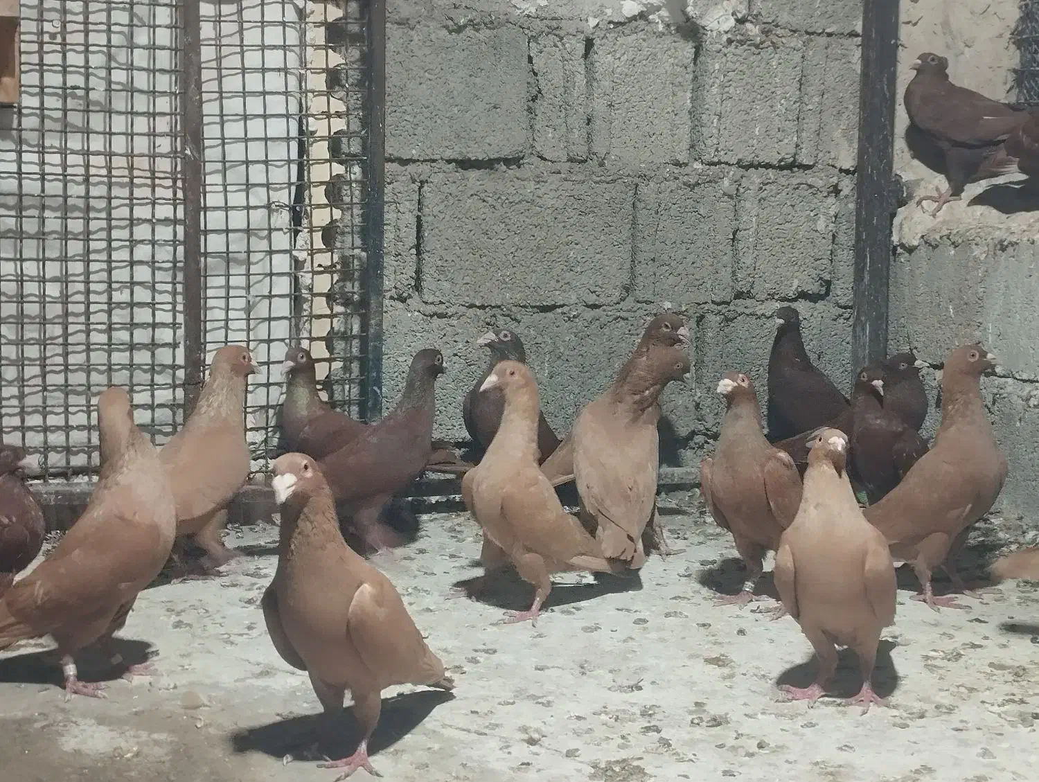 کبوتر سرخ و زرد خارجی|پرنده|شیراز, ارم|دیوار