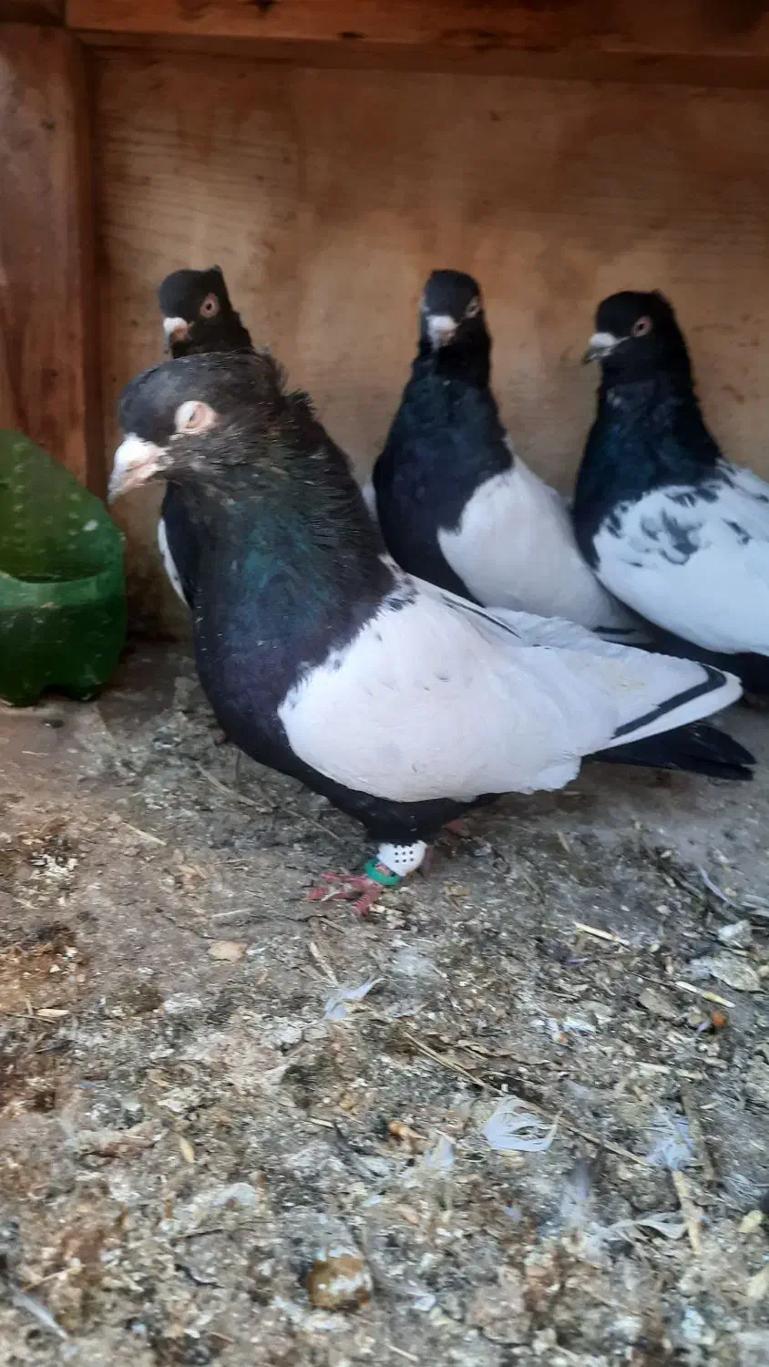 کبوتر|حیوانات مزرعه|پاکدشت, پاکدشت (مامازند)|دیوار