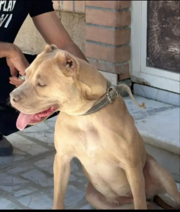 سگ پیت بول اصیل اصیل|سگ|ابریشم, |دیوار