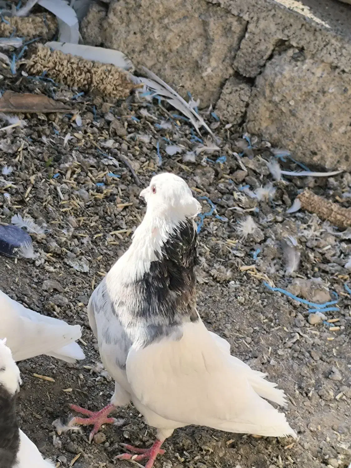 کبوتر طوقی5 عدد|پرنده|بیلوار, |دیوار