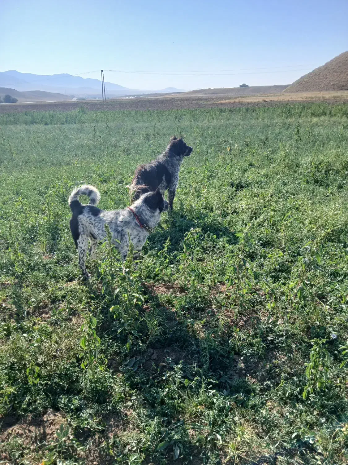 سگ گله|سگ|داران, |دیوار