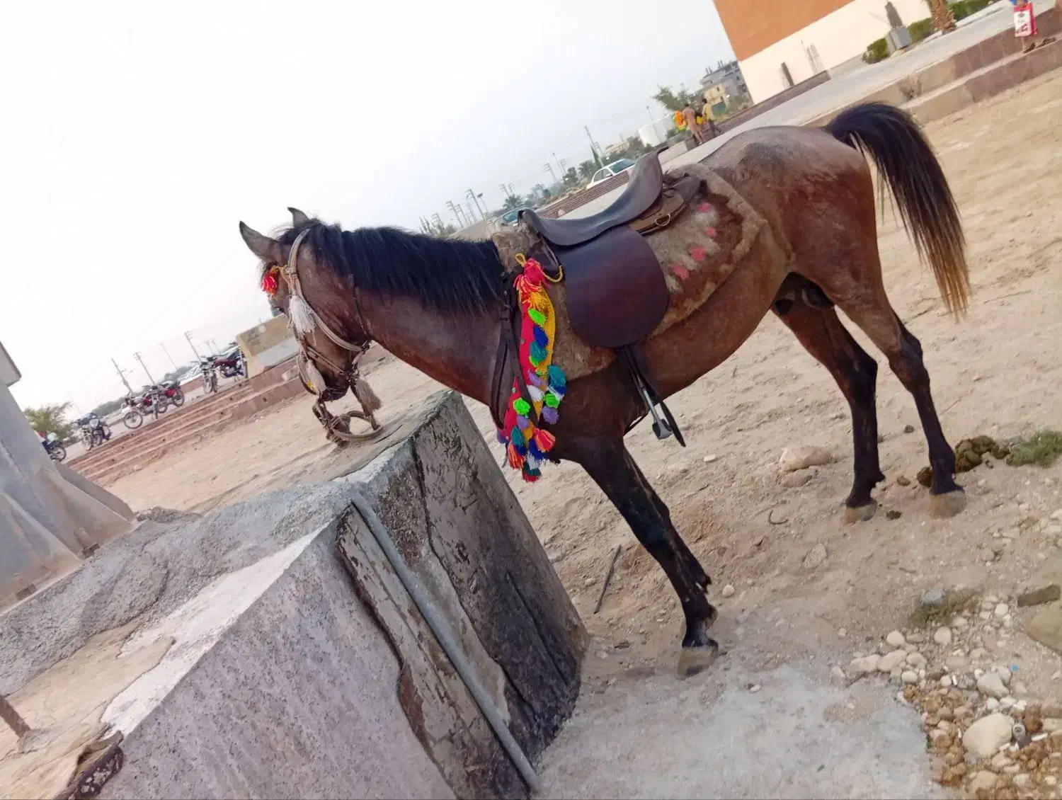 اسب|اسب و تجهیزات اسب‌سواری|بندر کنگان, |دیوار