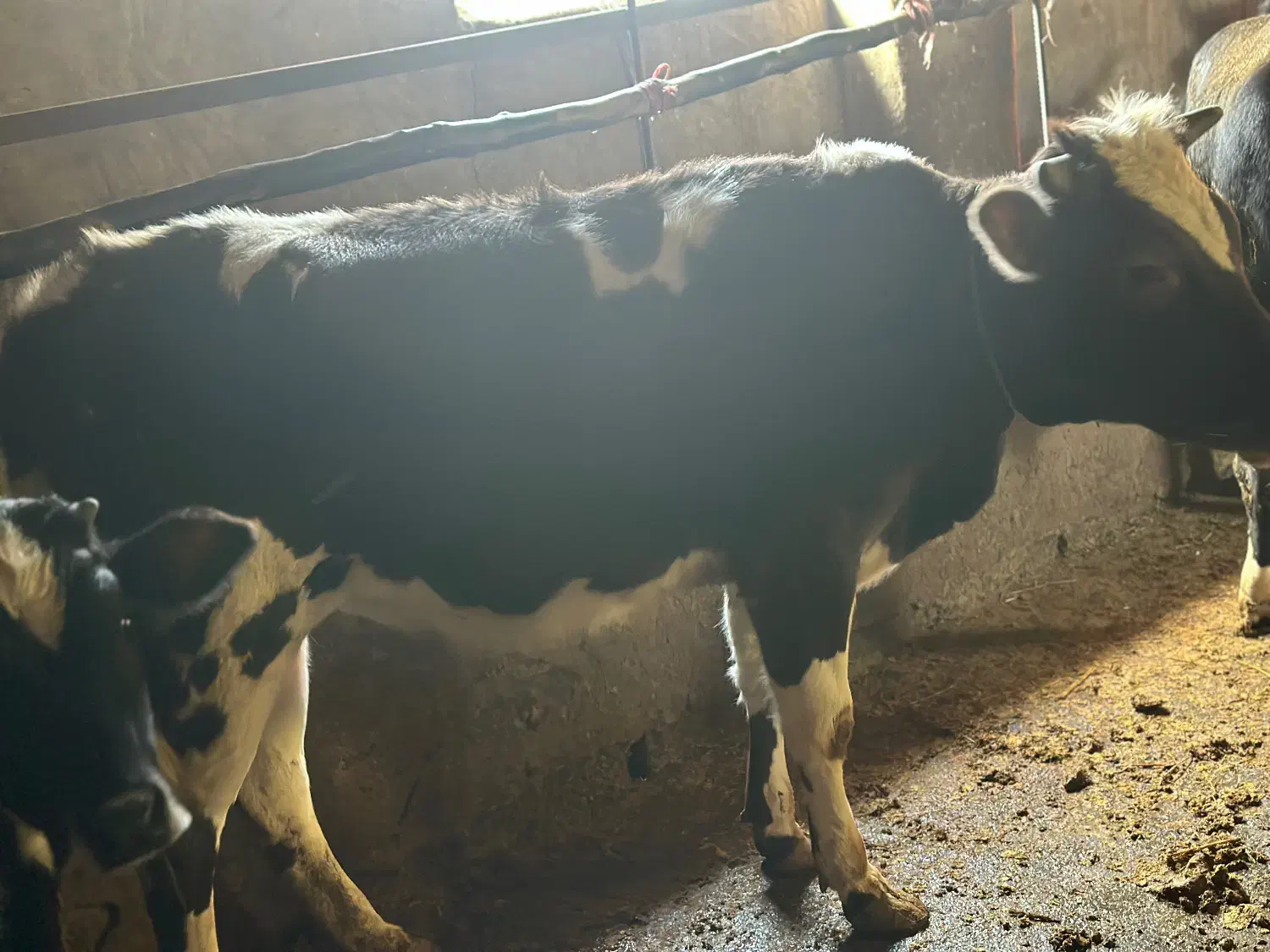 فروش گاو و گوساله وتلیسه|حیوانات مزرعه|چمستان, |دیوار