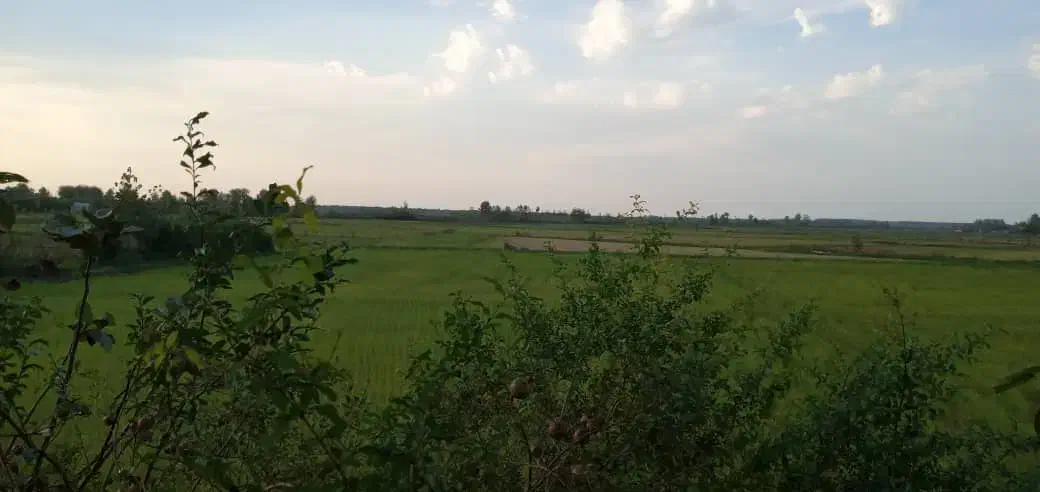 فروش برنج هاشمی از کشاورز محصول خودم|خوردنی و آشامیدنی|کیاشهر, |دیوار