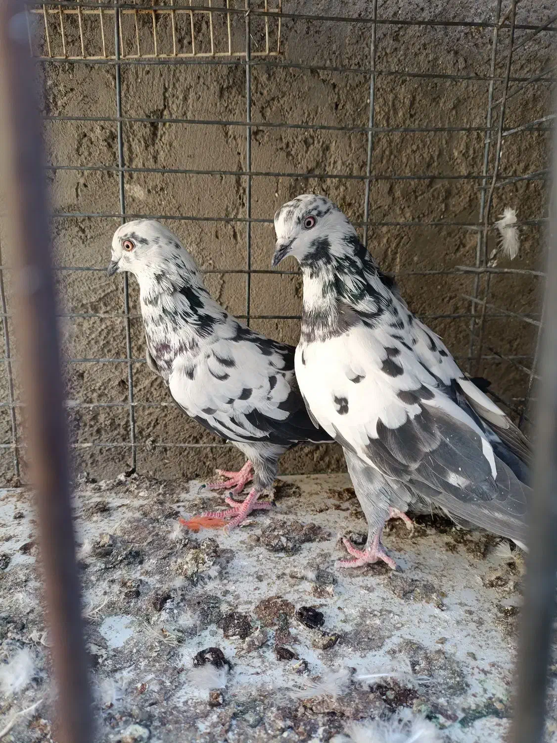 کبوتر|پرنده|سیرجان, |دیوار
