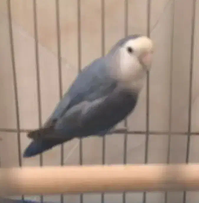 جفت کوتوله برزیلی|پرنده|مرودشت, پشت سایپا‎|دیوار