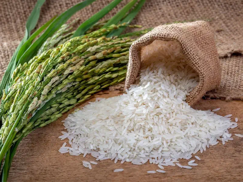 برنج طارم محلی فریدونکنار|خوردنی و آشامیدنی|قم, شاه سید علی|دیوار