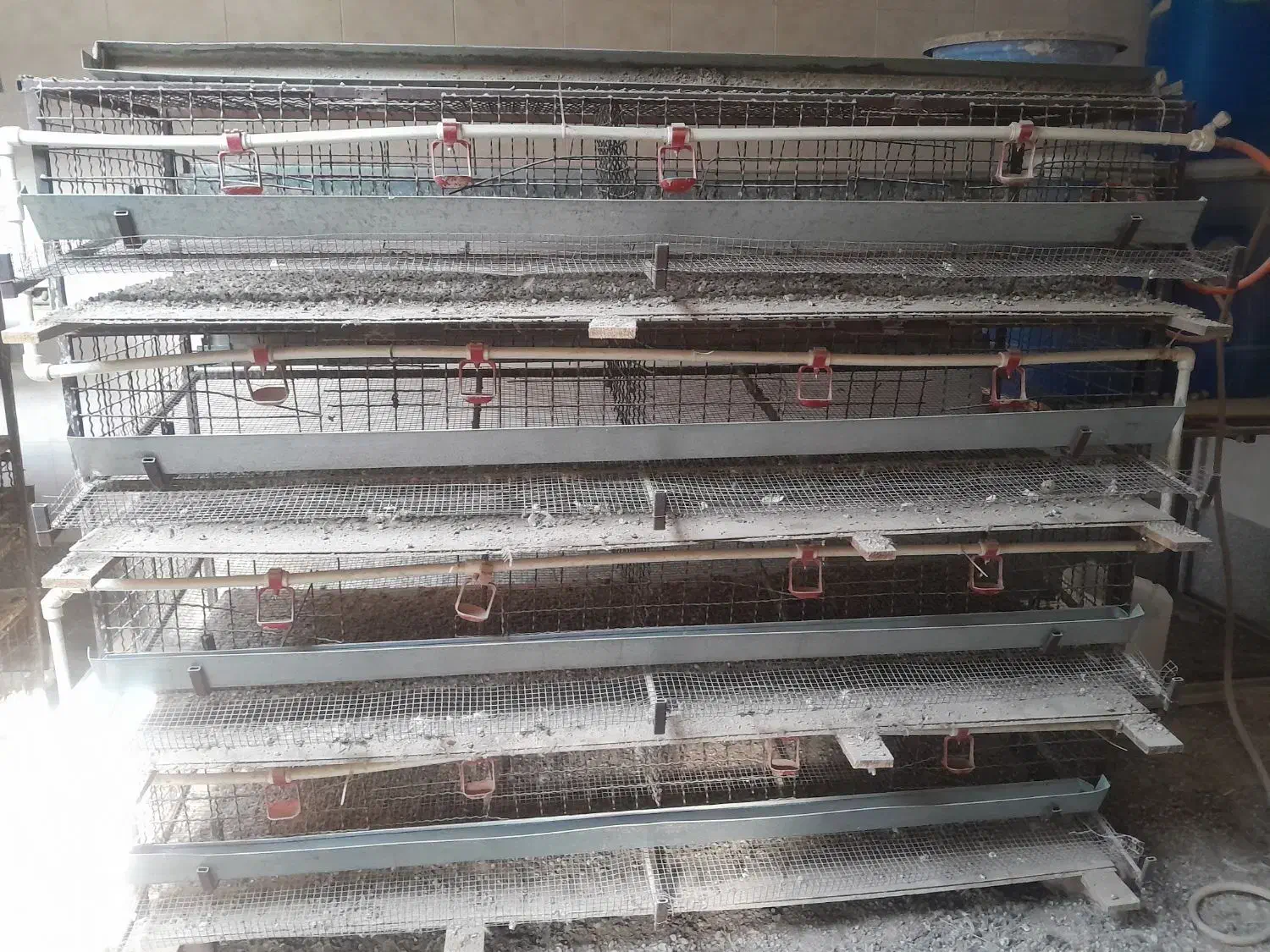 قفس نگهداری بلدرچین تخمگذار|لوازم جانبی حیوانات|خسروشاه, |دیوار