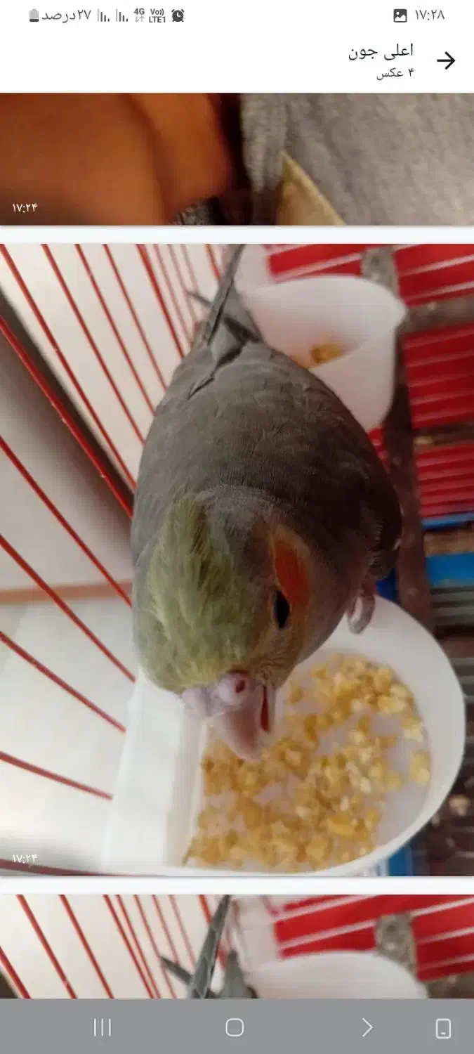 گمشده|حیوانات|شیراز, دارالرحمه|دیوار