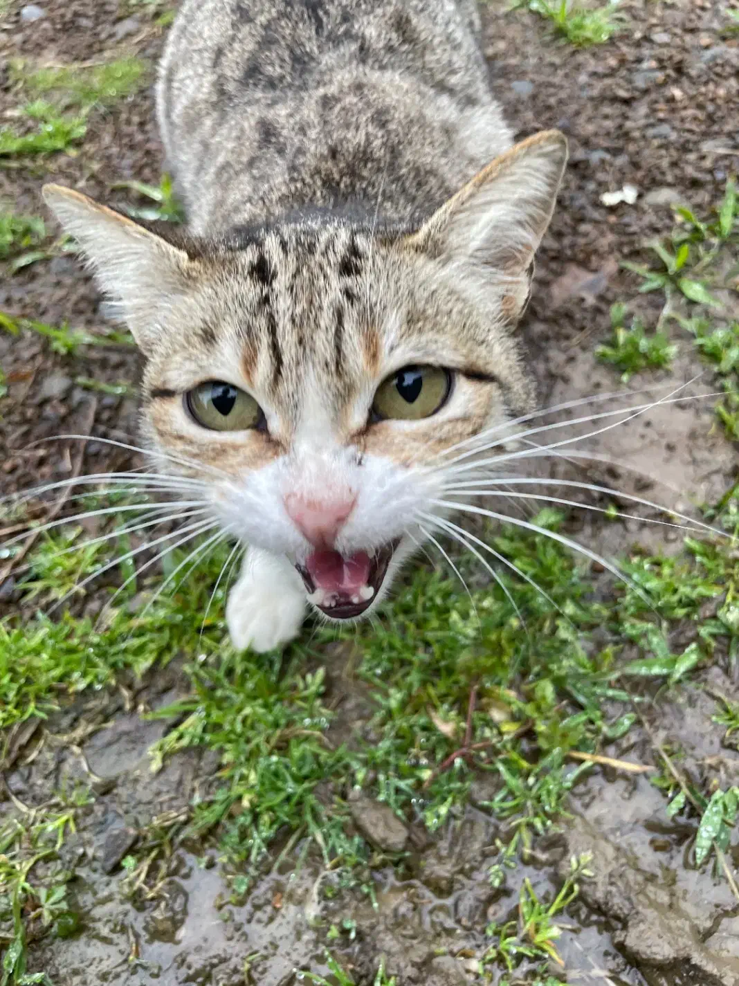 گربه پرشین بریتیش اسکاتیش نیمار مسی|گربه|تهران, منیریه|دیوار