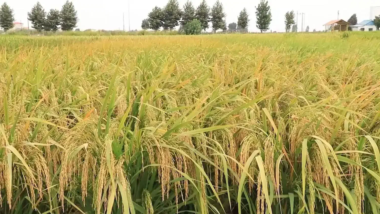 جو و برنج|خوردنی و آشامیدنی|سنگر, |دیوار