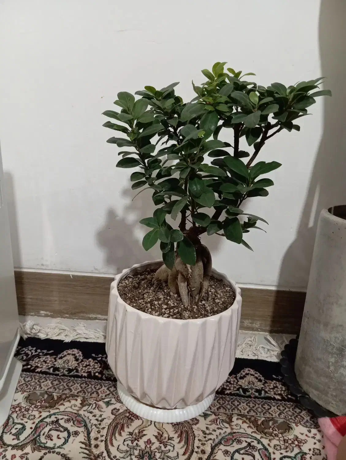 گل بن سای|گل و گیاه طبیعی|شیراز, جوادیه|دیوار