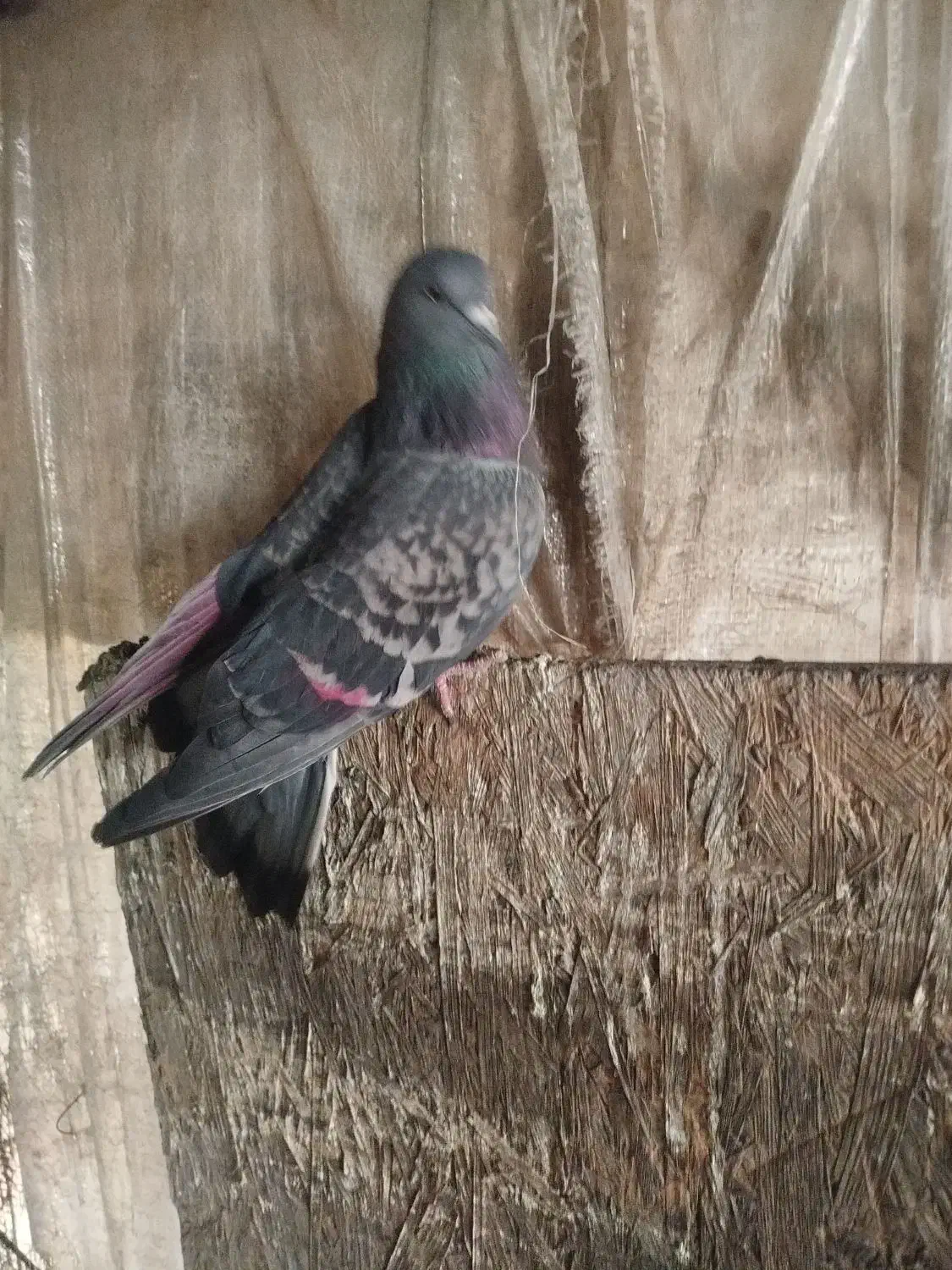 کبوتر ماده|پرنده|شهر ری, بازار آهن|دیوار