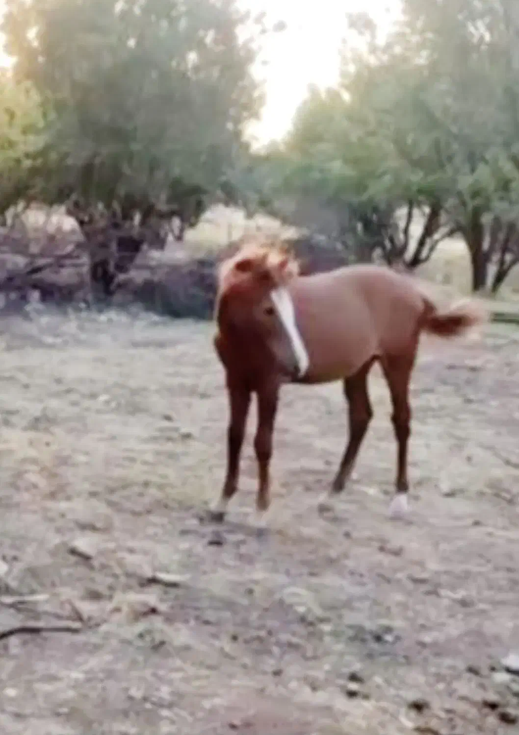 کره اسب گم شده|حیوانات|بهبهان, |دیوار