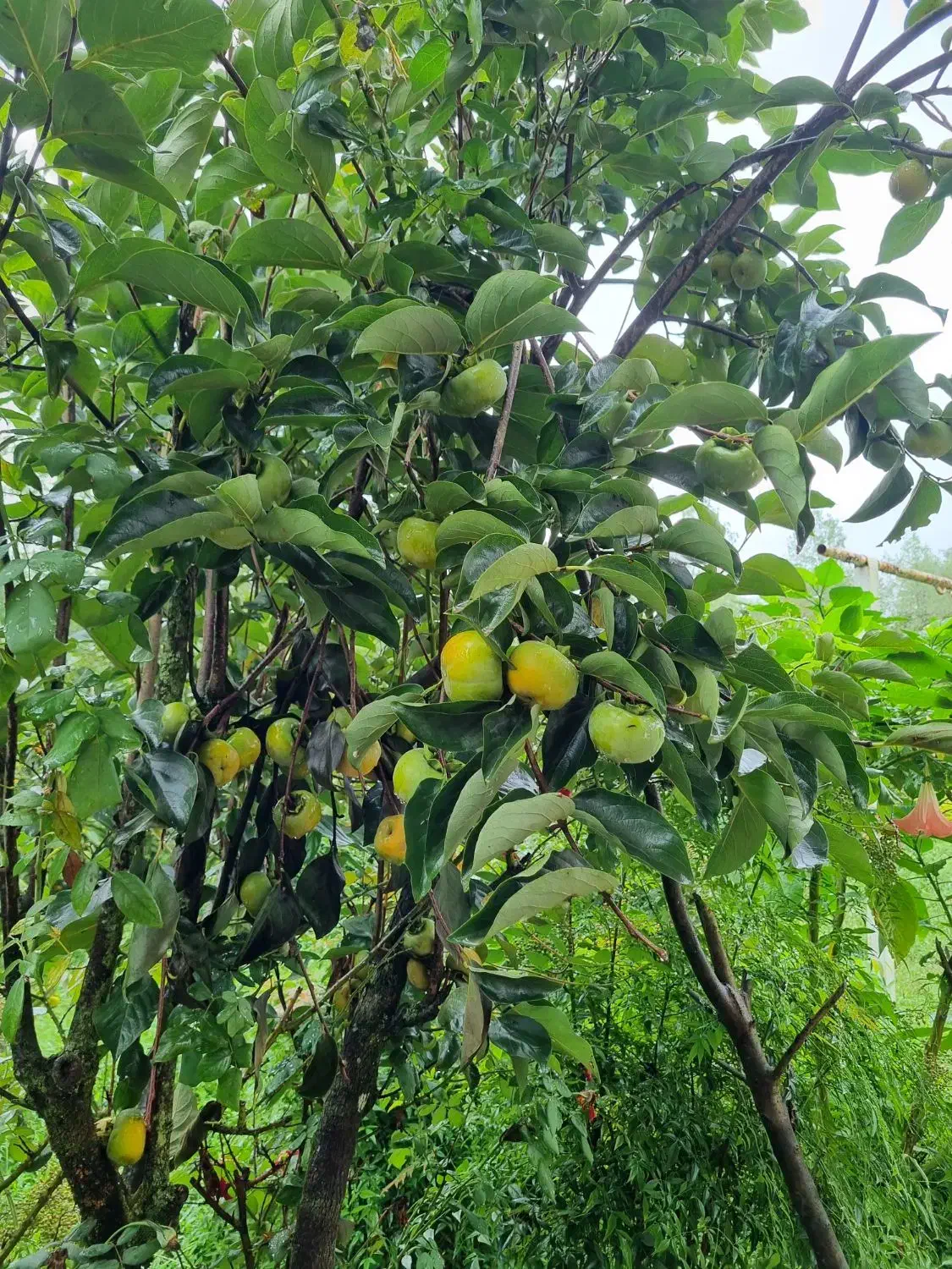 فروش خرمالو بالای دو تن|خدمات باغبانی و درختکاری|لاهیجان, آهندان|دیوار