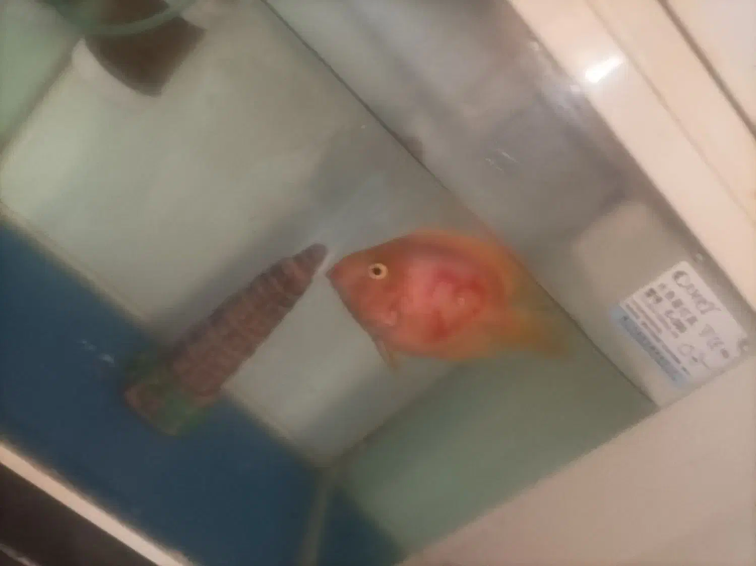 ماهی پرت|ماهی|بندرعباس, |دیوار