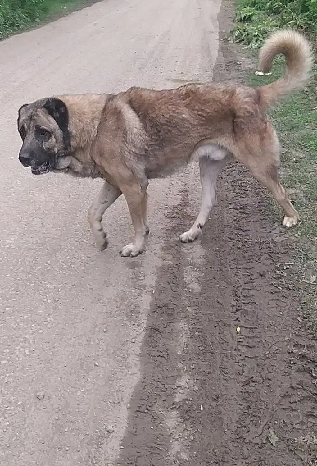 سگ سراب زات قدیم|سگ|تالش, جوکندان|دیوار