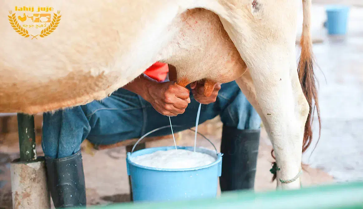 شیر پرچرب(مستقیم از دامداری)|خوردنی و آشامیدنی|اقبالیه, |دیوار