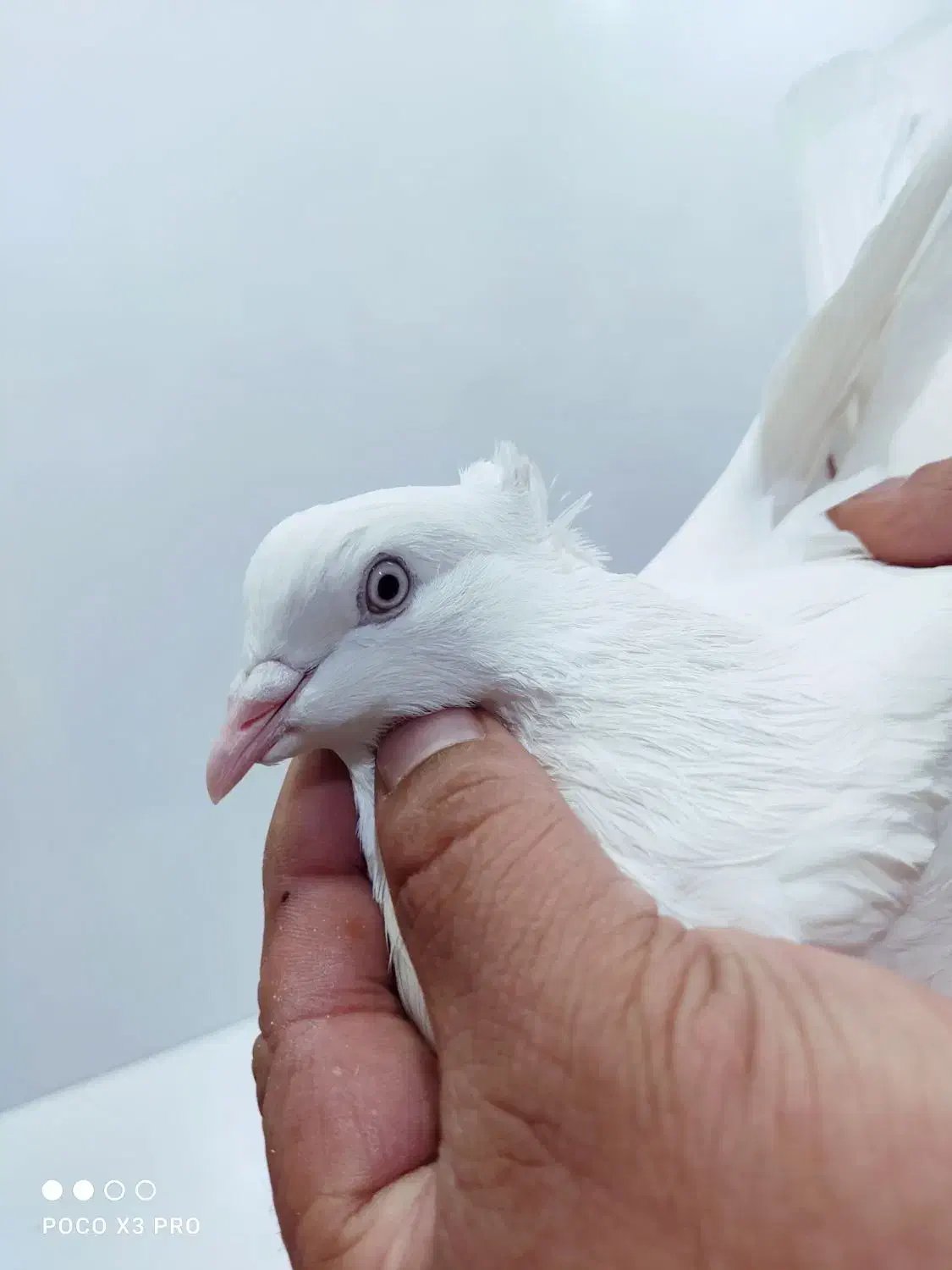 کبوتر کفتر اراکی|پرنده|شیراز, قالیشویی|دیوار