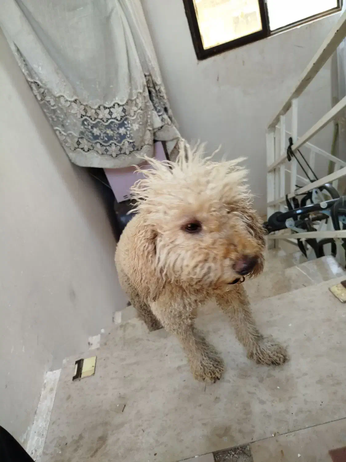 سگ پودل بدو ریز مو بدون اذیت ازار|سگ|سیاهکل, |دیوار