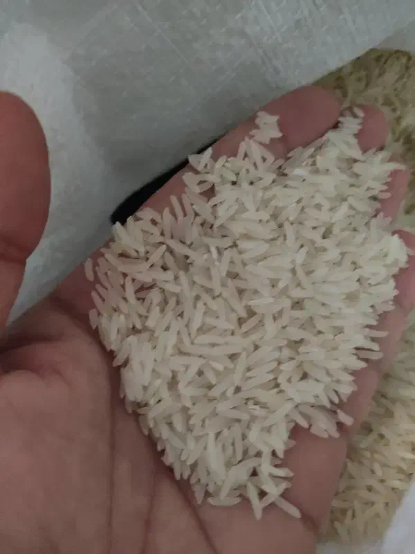 برنج فجر سوزنی|خوردنی و آشامیدنی|گرگان, |دیوار