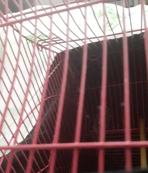 فروش یک جفت عروس هلندی|پرنده|خمین, |دیوار