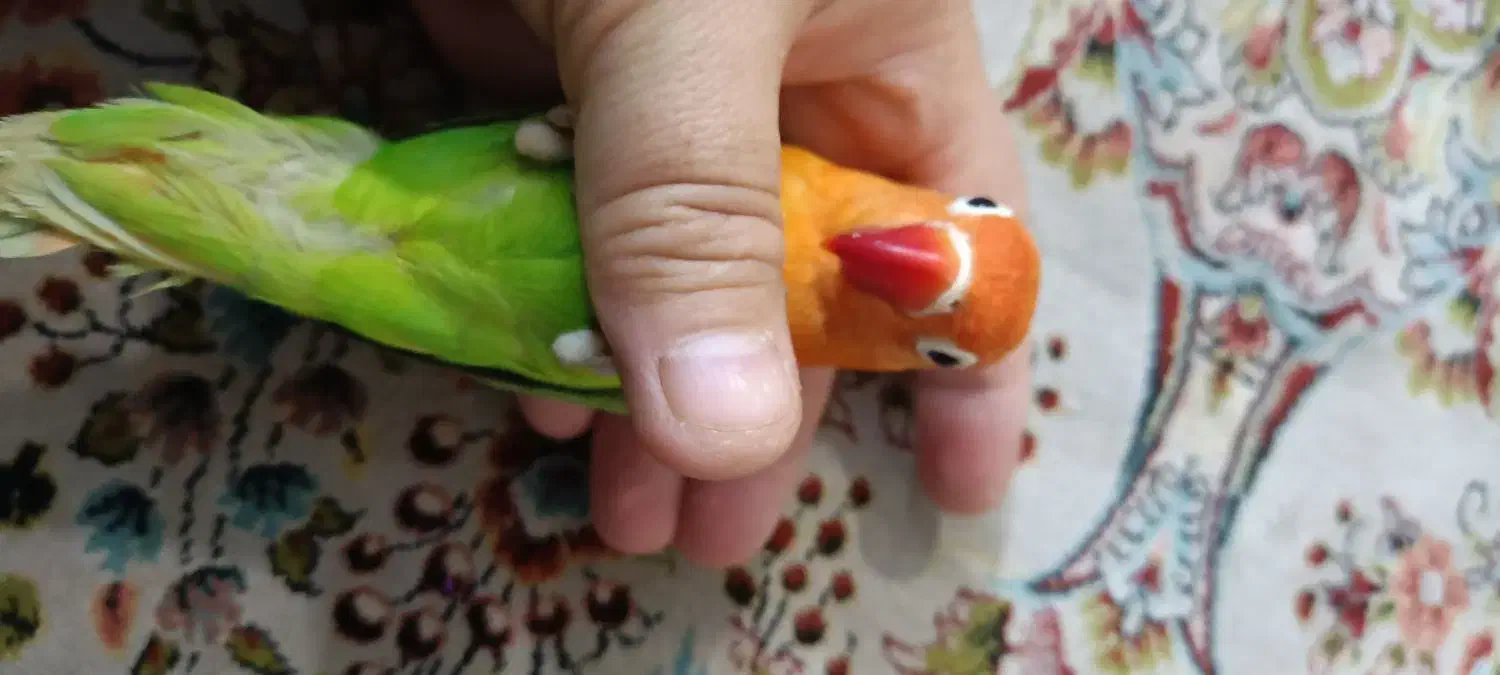 طوطی برزیلی نر|پرنده|ری, دولت‌آباد|دیوار