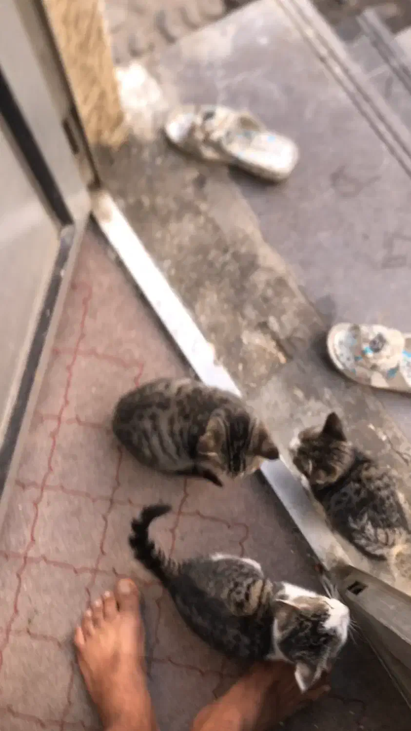 واگذاری رایگان بچه گربه|گربه|خرم‌آباد (تنکابن), |دیوار