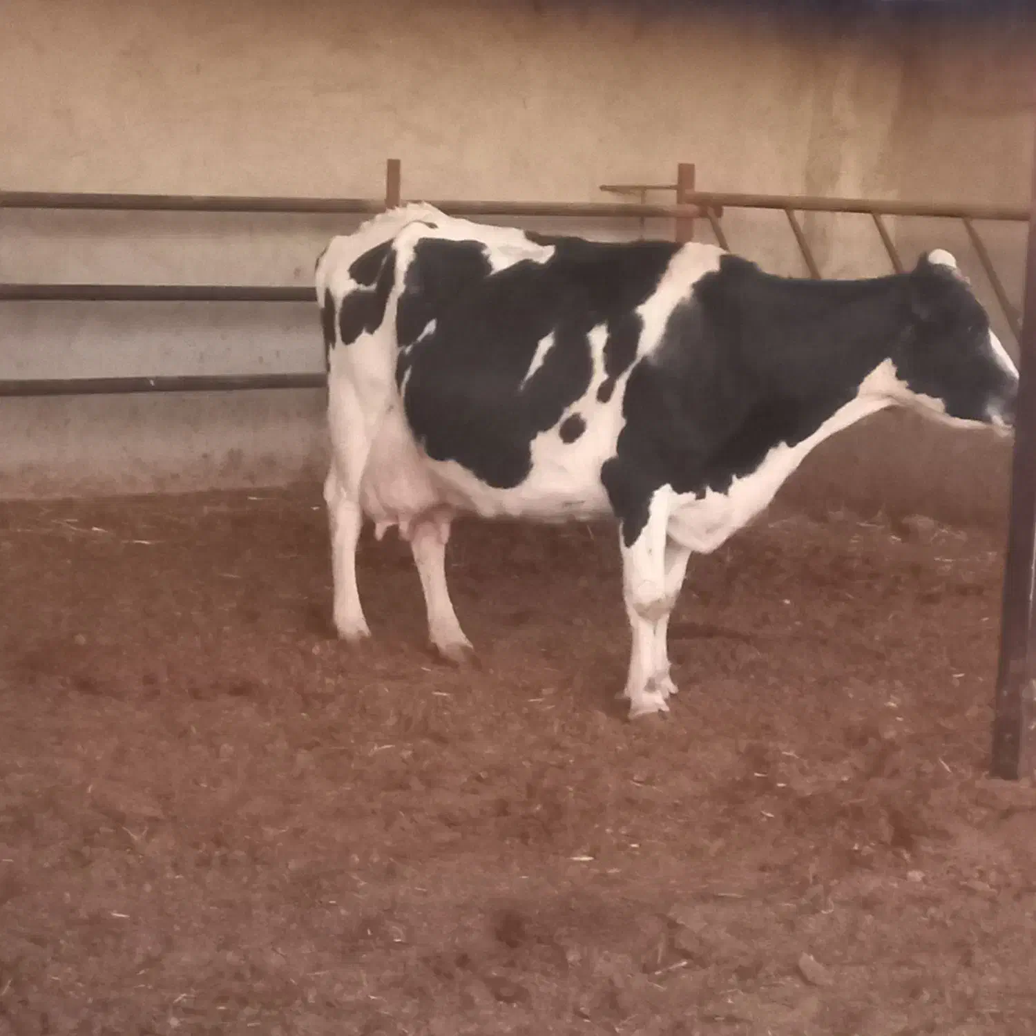 گاو زاییده با گوساله ماده رگایی|حیوانات مزرعه|بیرجند, |دیوار