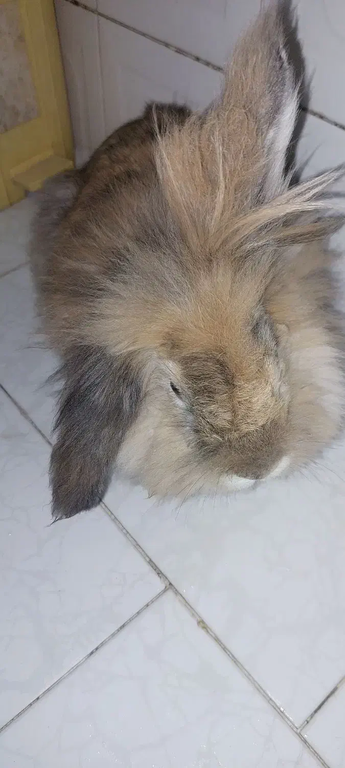 خرگوش خوشگل ناز|موش و خرگوش|اصفهان, جاوان|دیوار