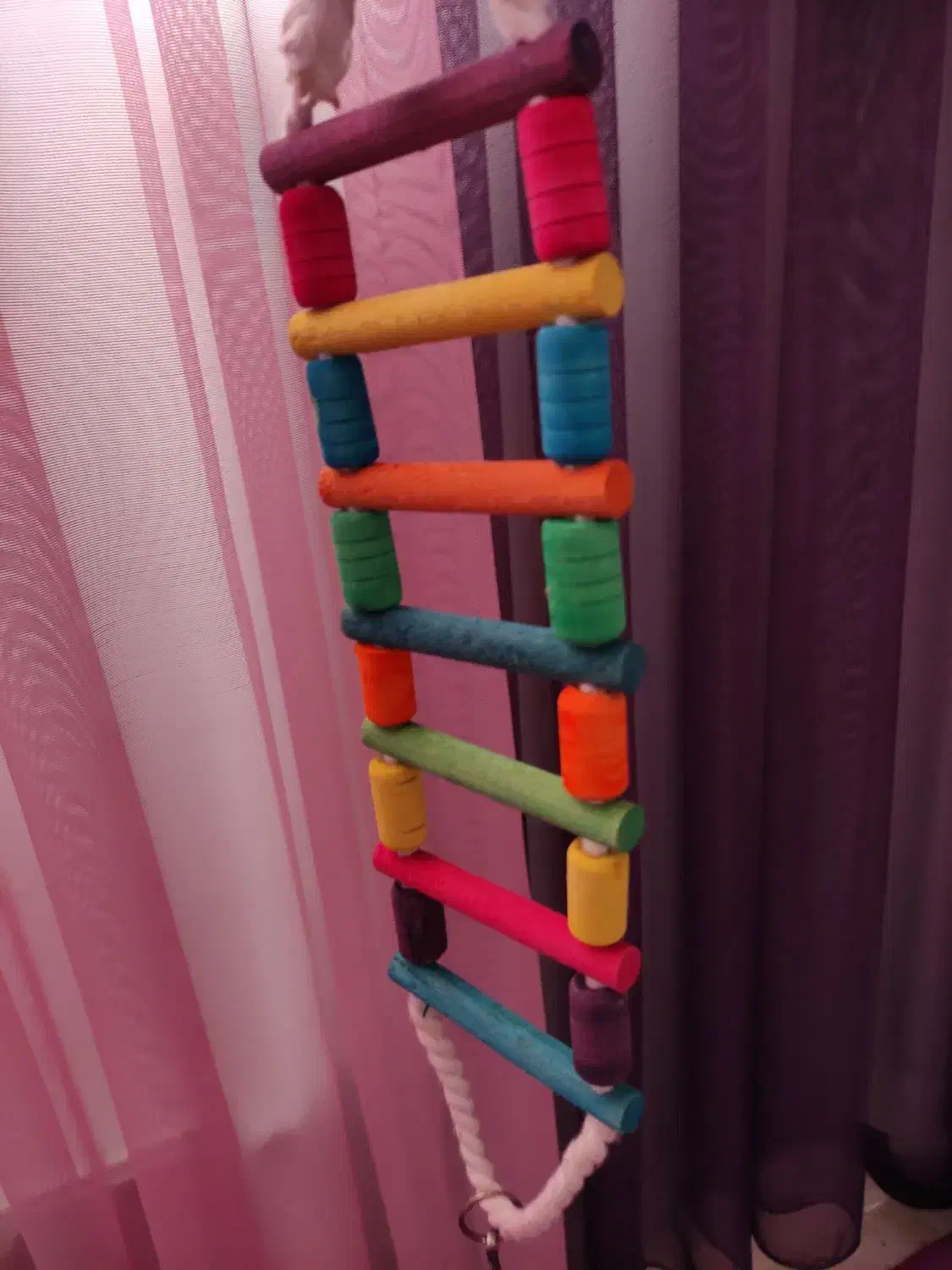 یک عدد نردبان پرنده|پرنده|بیرجند, |دیوار