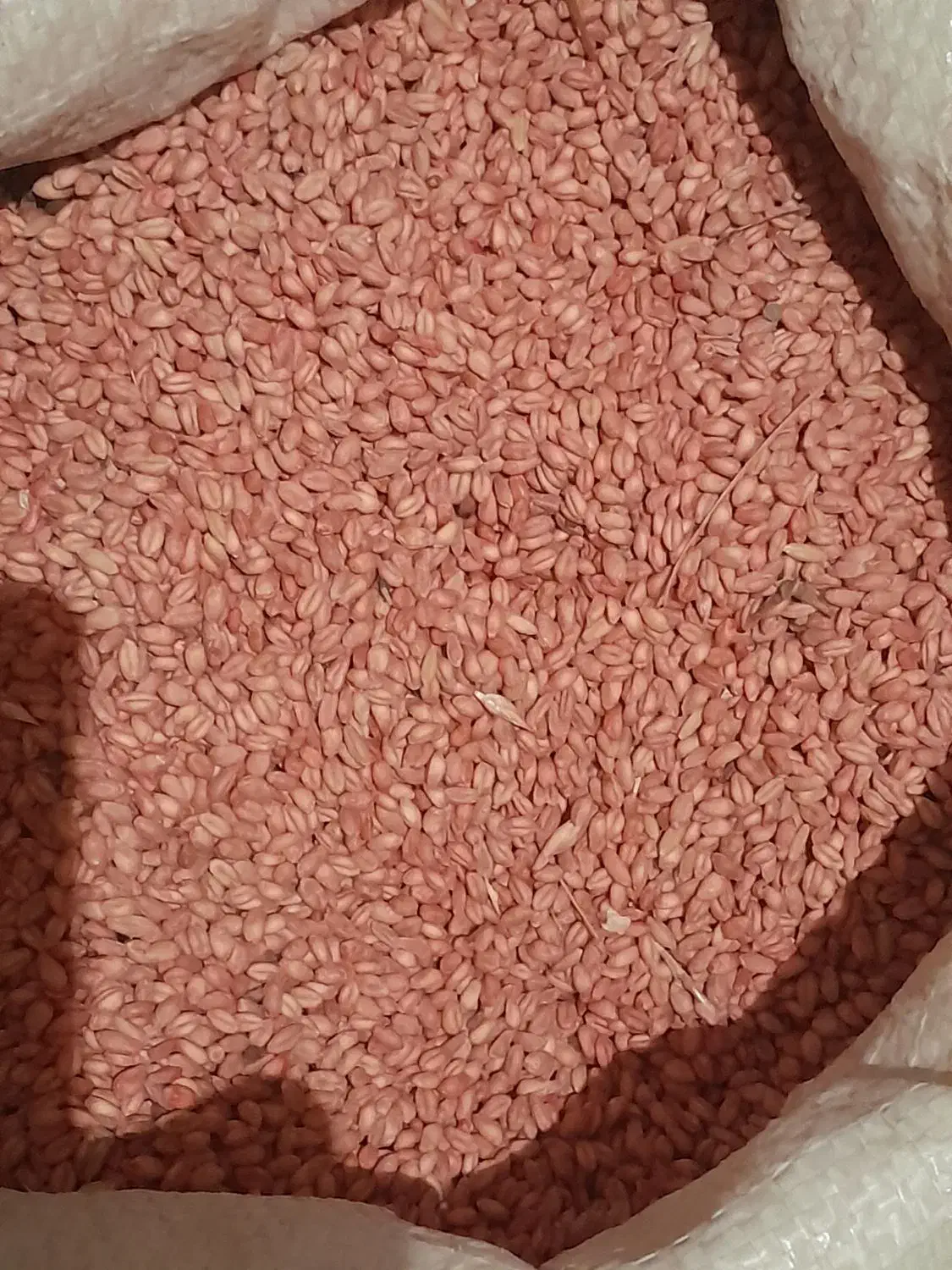 فروش گندم|خوردنی و آشامیدنی|سربند, |دیوار