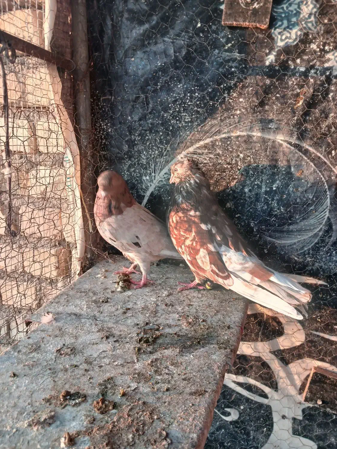 سرور‌پرشی|پرنده|پیر بکران, |دیوار