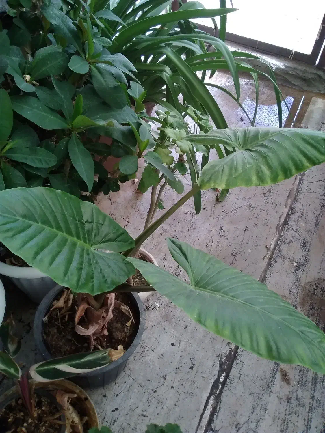 گل و گیاه آپارتمانی و گل بابا آدم|گل و گیاه طبیعی|تبریز, |دیوار