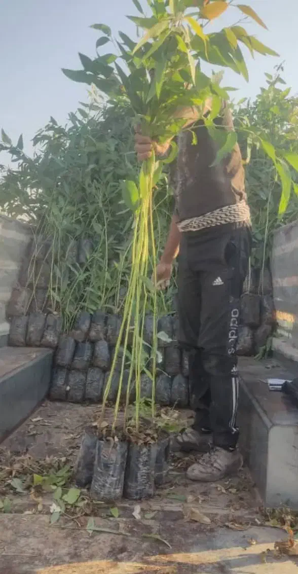 نهال اکالیپتوس|خدمات باغبانی و درختکاری|کاشان, دانشگاه کاشان|دیوار