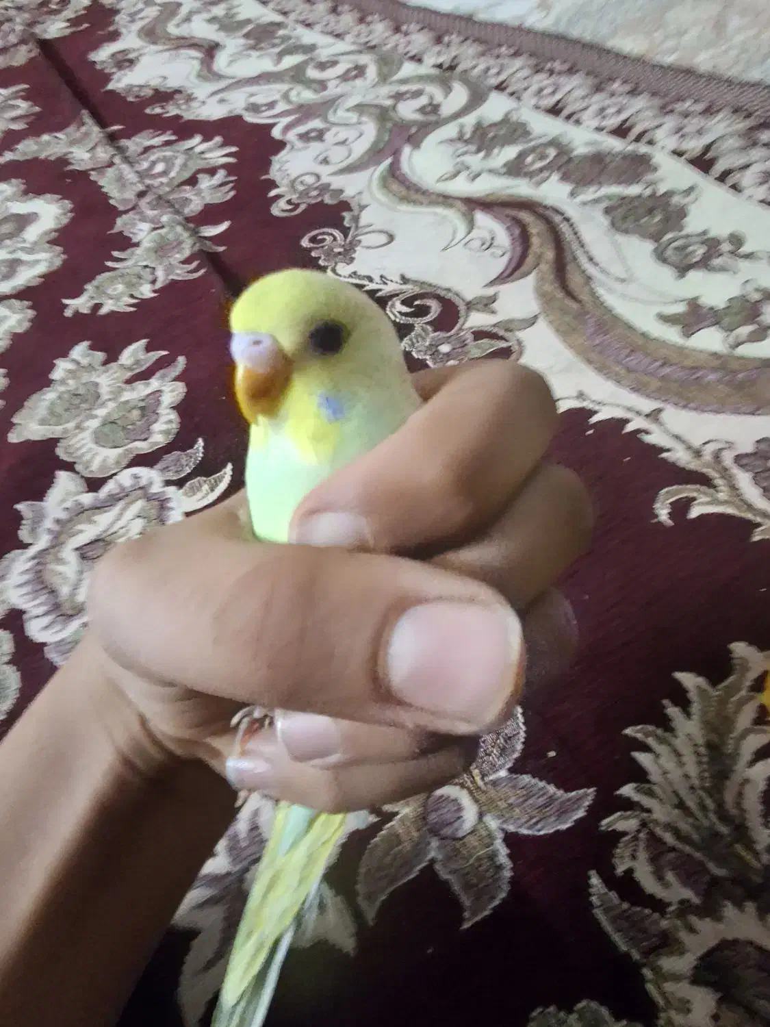 دوعددمرغ عشق جوان وسرحال|پرنده|شیراز, میانرود|دیوار