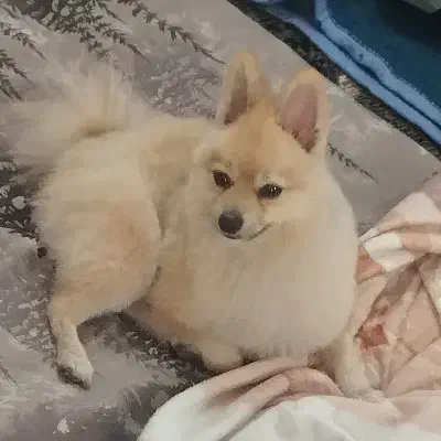 پامر شکلاتی روباهی فقط برا امشب شب جمعه 7 تومن|سگ|مشهد, فدک|دیوار