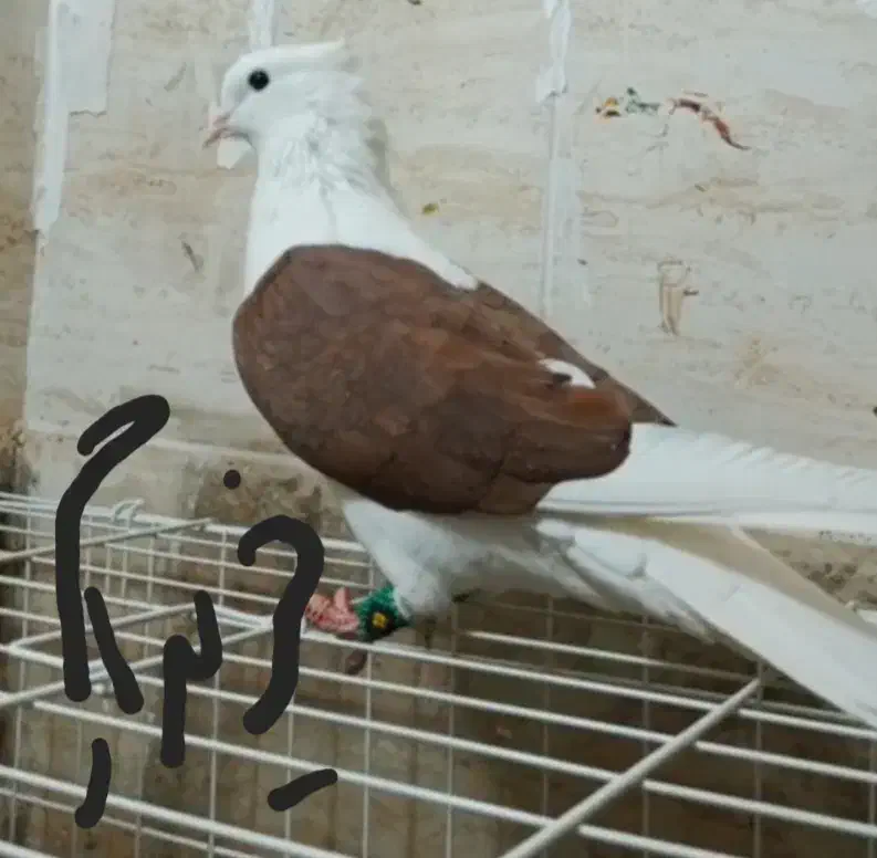 ماده شو سرخ هام|پرنده|بروجرد, |دیوار