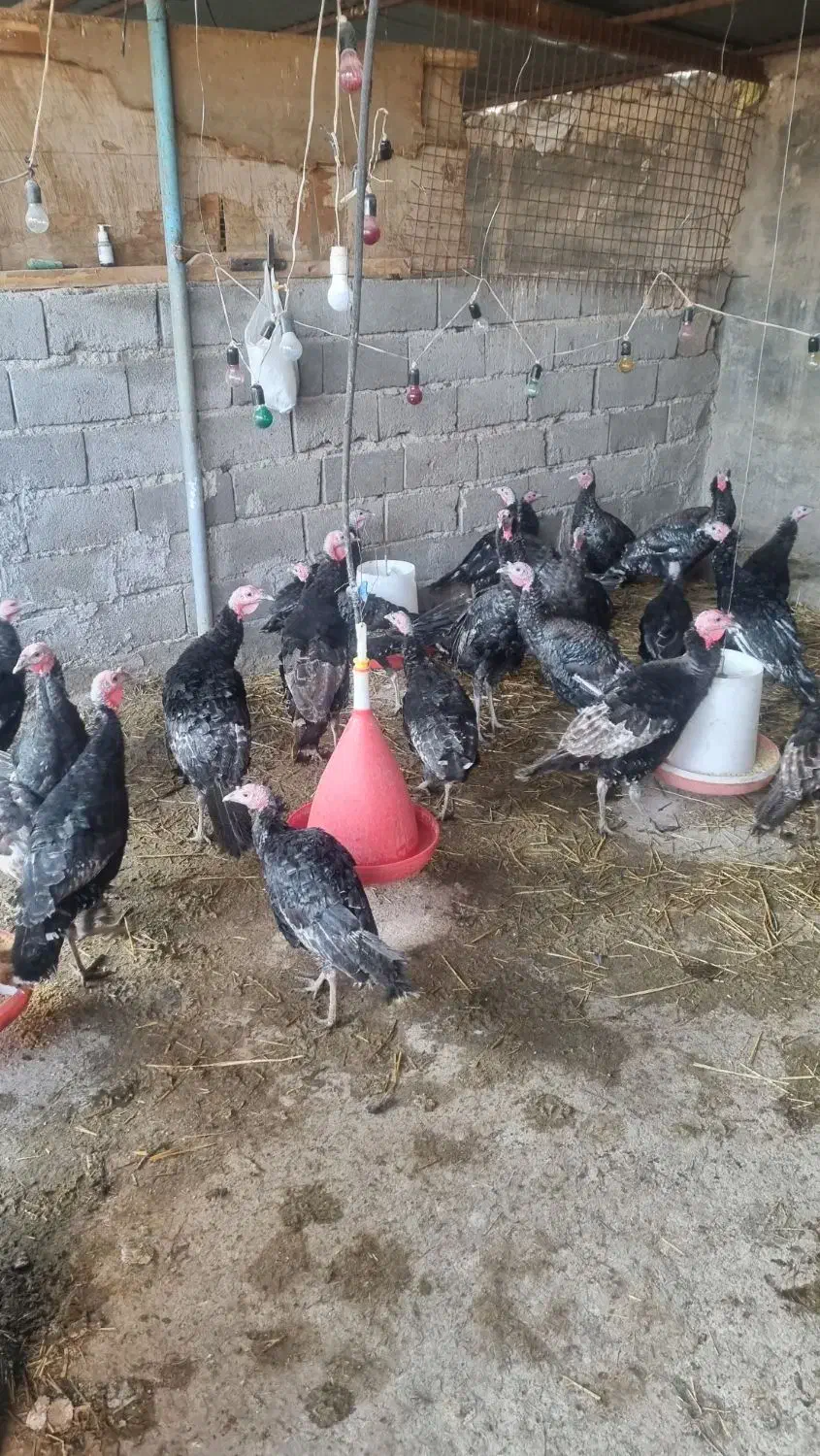 بوقلمون|حیوانات مزرعه|گرمسار, |دیوار