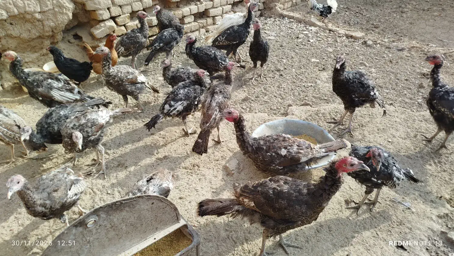 بوقلمون فروشی نر و ماده در هم 20عدد|حیوانات مزرعه|فامنین, |دیوار