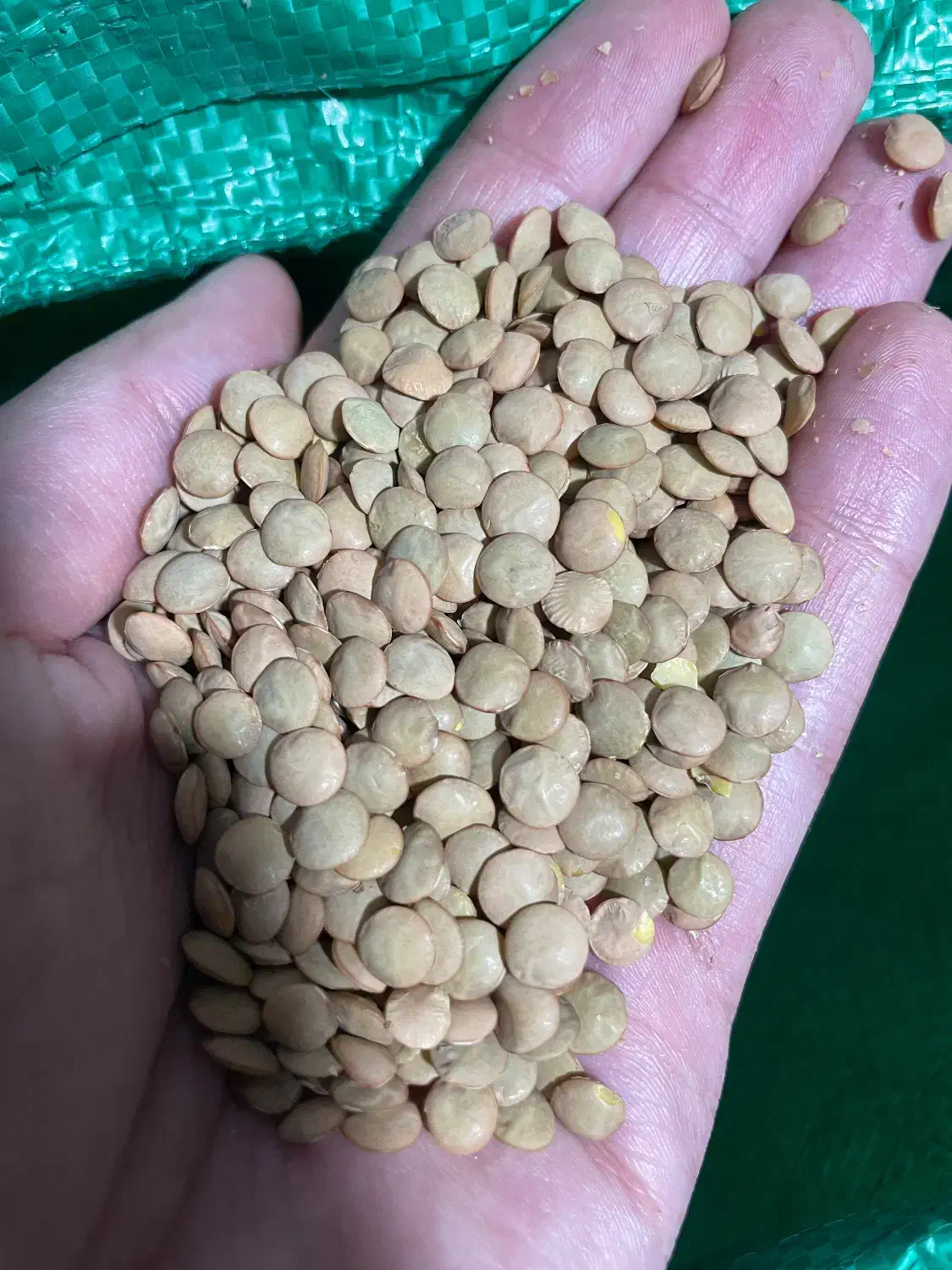 حبوبات عدس ریز کانادایی کیفیت بسیار خوب|خوردنی و آشامیدنی|اصفهان, جلالیه|دیوار